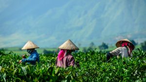 Famous tea export regions in Vietnam