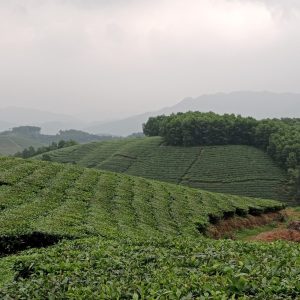 doi-che-phu-tho
