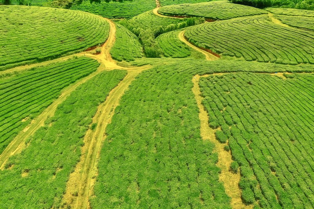 Ck Tea Discover the Famous Tea Regions in Vietnam - Cẩm Khê Tea